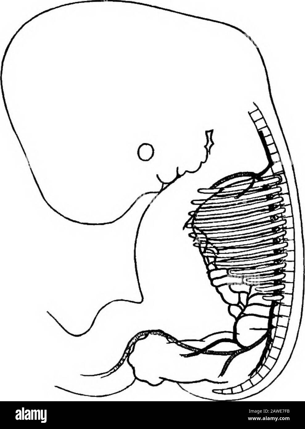 The development of the human body; a manual of human embryology . v.cr. Fig. 142.—The Development of the Vertebral Artery in a RabbitEmbryo op Twelve Days. JIIA.B to VIA.B, Branchial arch vessels; Ap, pulmonary artery;A.v.c.b and A.v.cv, cephalic and cervical portions of the vertebralartery; A.s, subclavian; C.d and C.v, internal and external carotid;ISp.G, spinal ganglion.—(Hochsteller.) anterior lateral branch, so as to form a longitudinal chainof anastomoses along each side of the neck. In the earlieststage at present known the chain starts from the lateral 27O THE DEVELOPMENT OF THE HUMAN Stock Photo