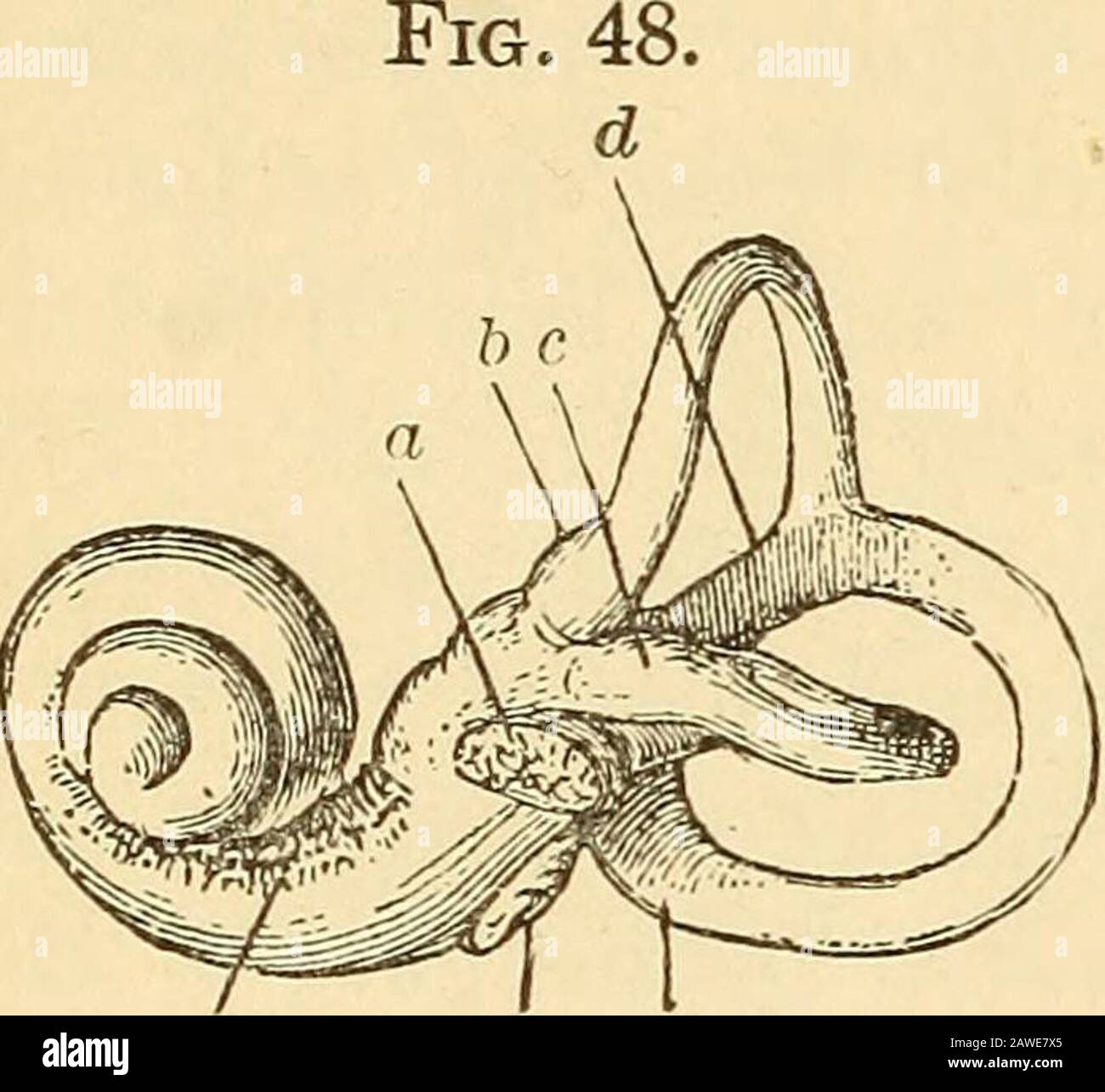 A text-book on diseases of the ear, nose and throat . hich the cochlear ...