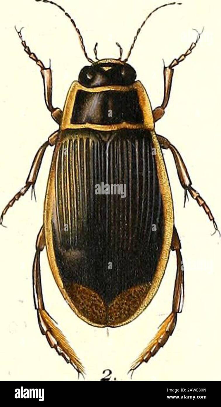 Gravure ancienne 1898, Insectes 2, entomologie • Lithographie, Planche originale