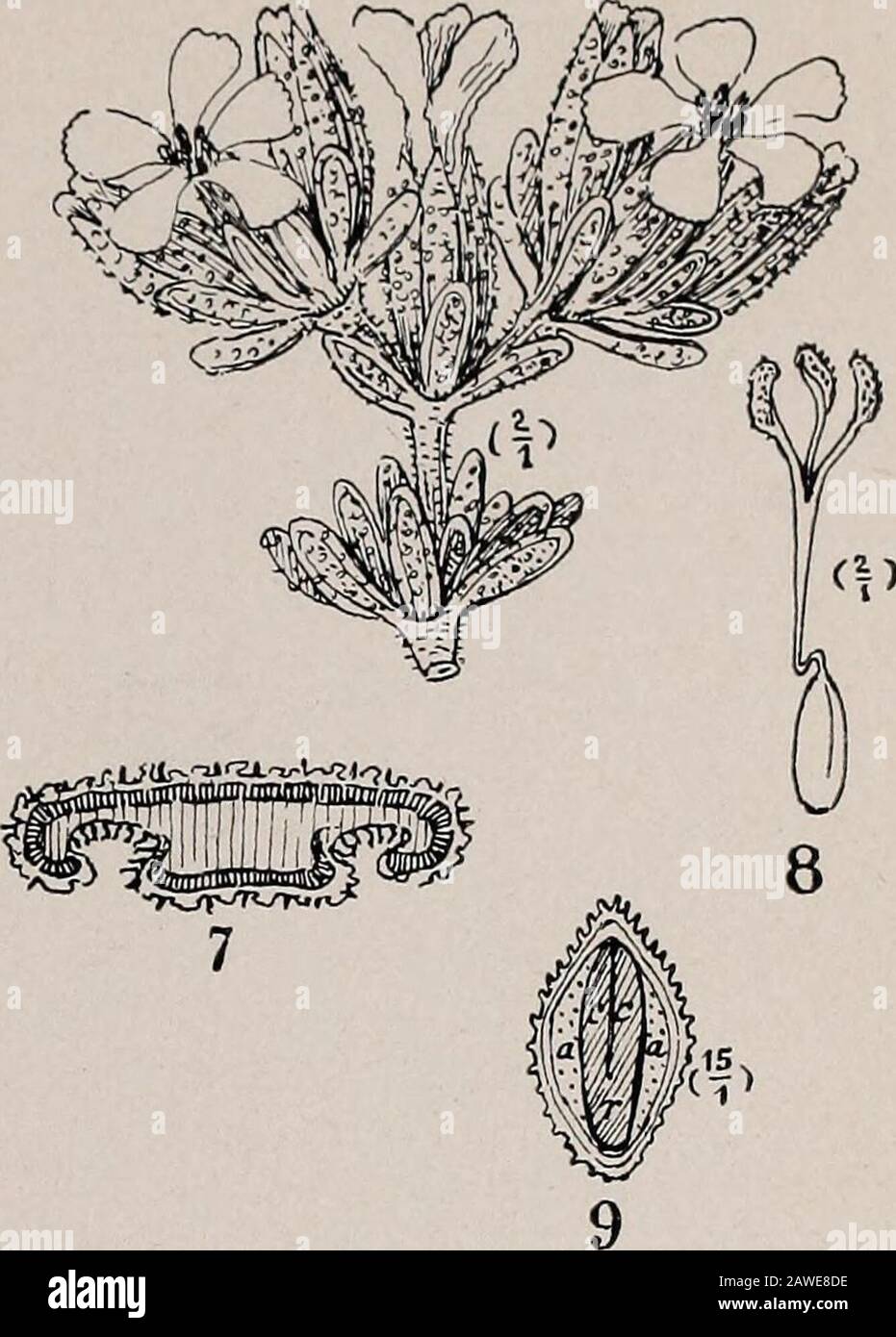 Transactions and proceedings of the Royal Society of South Australia (Incorporated) . Frankenia pauciflora dc.. ()&lt;*?? F. foliosa nov.sp. Stock Photo