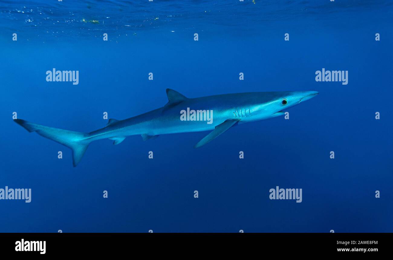 Blue shark, Prionace glauca. Oceanic, but may be found close inshore where the continental shelf is narrow. Feeds on fishes (herring, silver Stock Photo