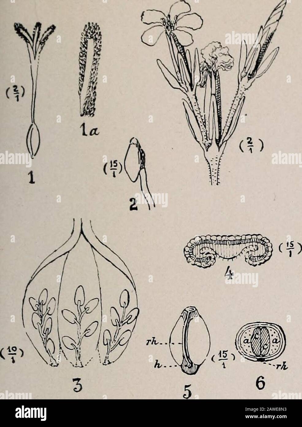 Transactions and proceedings of the Royal Society of South Australia (Incorporated) . Atriplex crassipes % *?• Frankenia serpyllifolia Lindi. HOSSEY A 6lLL,N6HAM LIMITED, PHiNTERS U PUBLISHERS ADELA DE, SO.AUS. Trans, and Proc. Rov. Soc. S. A list r Vol. XLII., Plate XVII.. Frankenia pauciflora dc. Stock Photo