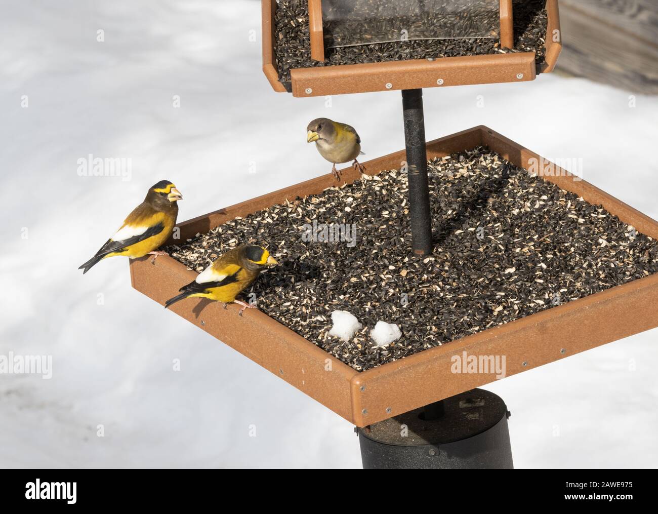 Two male evening grosbeaks with one female at a feeder in winter iat the Algonquin Park visitor centre feeding station in Ontario. Stock Photo