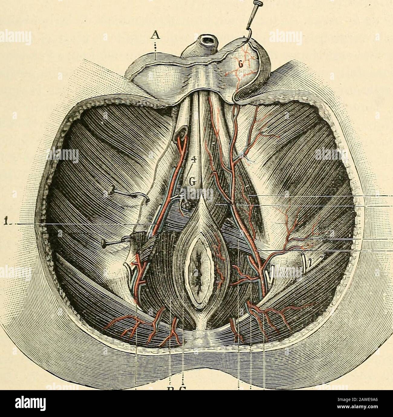 inflammation rouge et virus de l'herpès zoster sur la lèvre supérieure de  l'homme 10335044 Photo de stock chez Vecteezy, image size:1300x1380