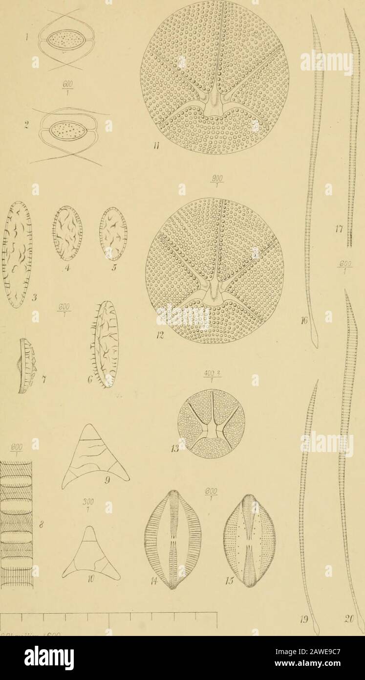The Annals and magazine of natural history; zoology, botany, and geology . JUighley del etlLth . rvn..&cMcuj.Nai:.Hi3b.S.iyoiyiM XVI.. 18 .; : 3C Vol. 6. SEVENTH SERIES. No. 31. THE ANNALS AND .MAGAZINE OF NATURAL HISTORY, INCLUDING ZOOLOGY, BOTANY, and GEOLOGY. Stock Photo