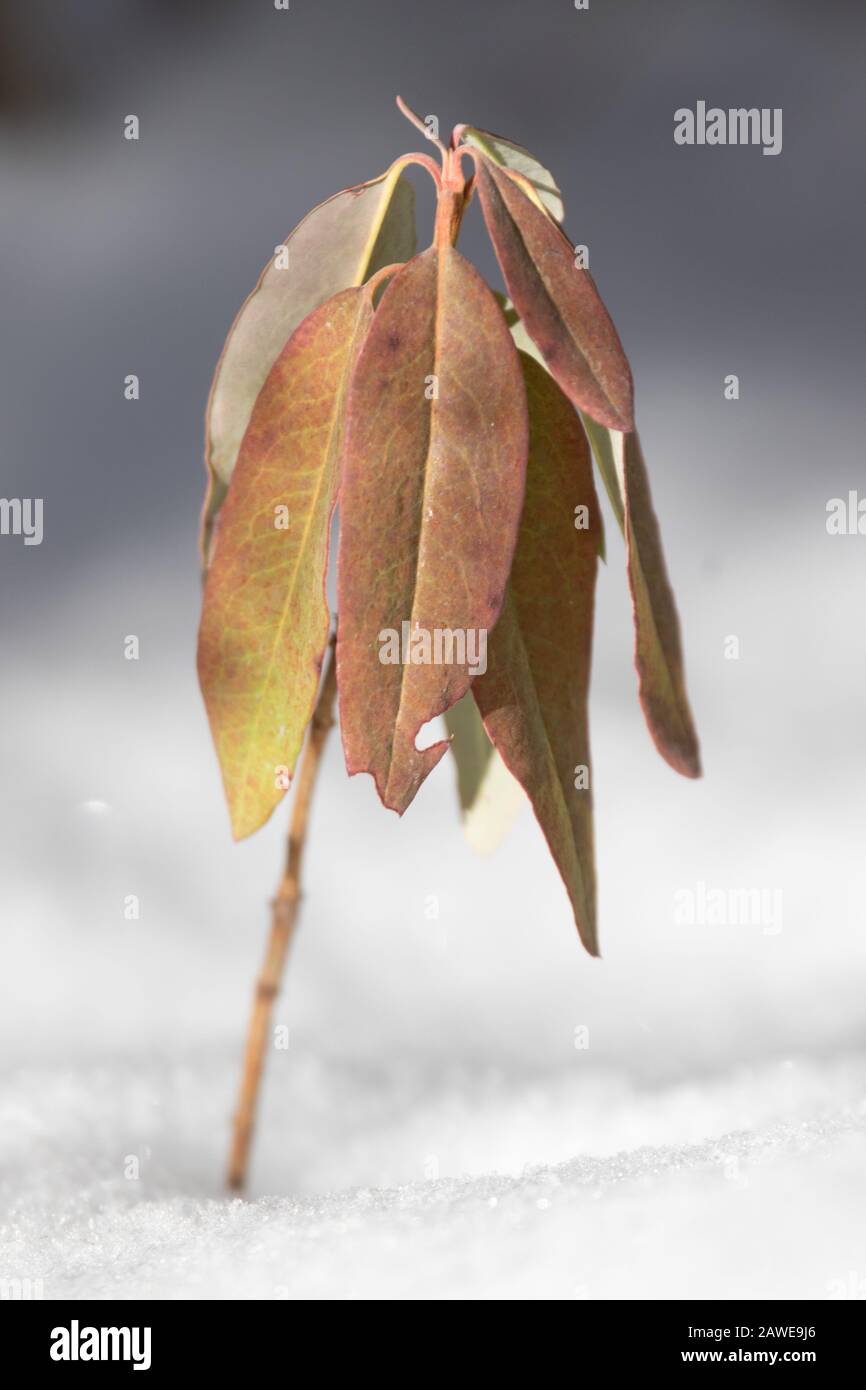 Leaves of a bog plant hang over a blanket of fresh snow in winter. Stock Photo