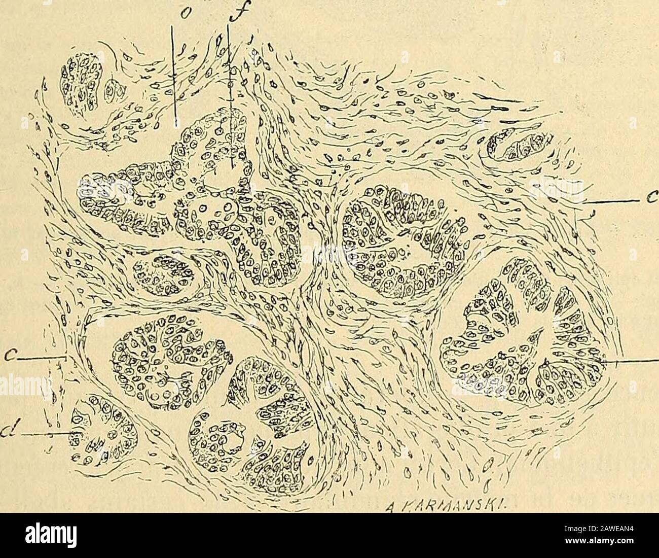 Tissu glandulaire hi-res stock photography and images - Alamy