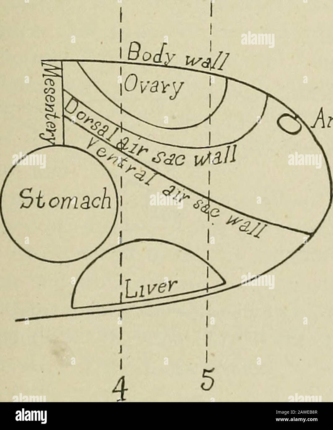 Annual report of the Maine Agricultural Experiment Station . hedby peritoneum. They enter opposite sides of the rectum justbehind the ileocolic valve. Where the coeca parallel the trans-verse part of the small intestine the left one lies craniad andventrad to the intestine. The right coecum lies caudal anddorsal to it. The left coecum thus lies farther forward on theovary than does the intestine. When a laying period is approached the growing yolks onthe ovary crowd the viscera caudad. The intestine and coecumare forced backward and downward from the ovary. Themesentery of the intestine, the i Stock Photo