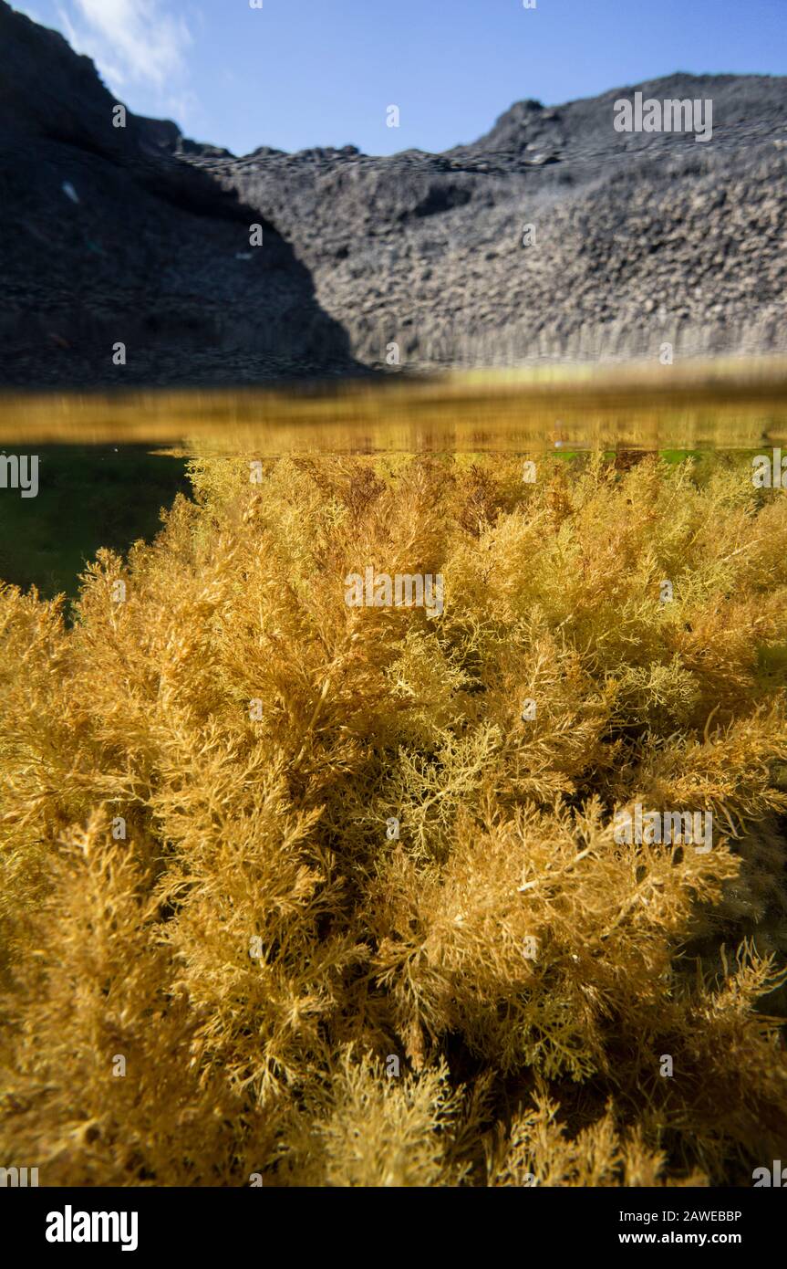 With Brown Algae High Resolution Stock Photography and Images Alamy