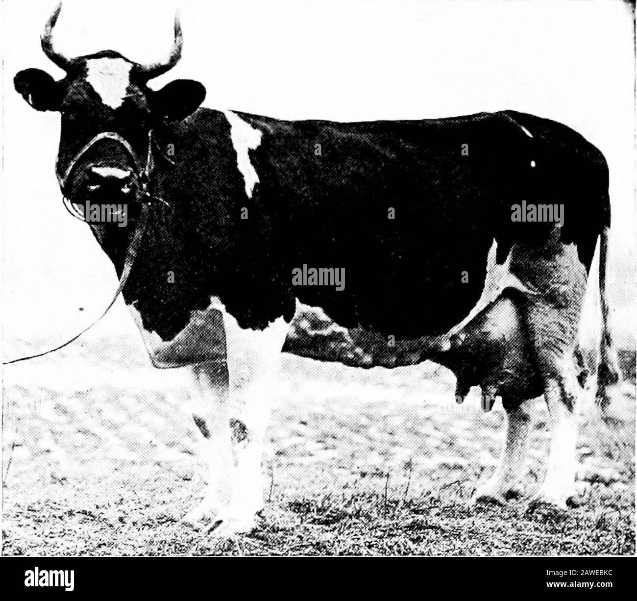 Productive farming . Fig. 170.—Pure-bred Guernsey cow, an ideal dairy ...