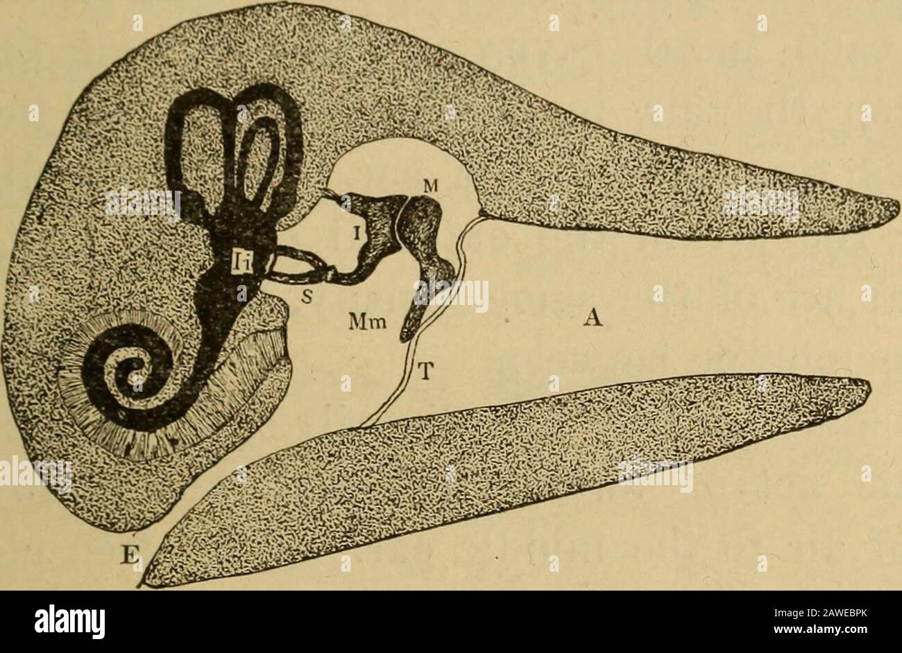 The essentials of healthA text-book of anatomy, physiology, hygiene, alcohol, and narcotics . Fig. 112. The three bones of the middleear: H, the hammer, or malleus; a, the an-vil, or incus; s, the stirrup, or stapes. THE SENSE OF HEARING. 319 the stirrup ; thus a chain of bones is established fromthe tympanic membrane across the cavity of the middleear. The outer end of this bony chain is attached to amembrane, and so is the inner end. Beneath the innermembrane, just opposite the stirrup, in the inner ear, is. Fig. 113. The middle and inner ears, from a different view and on alarger scale than Stock Photo