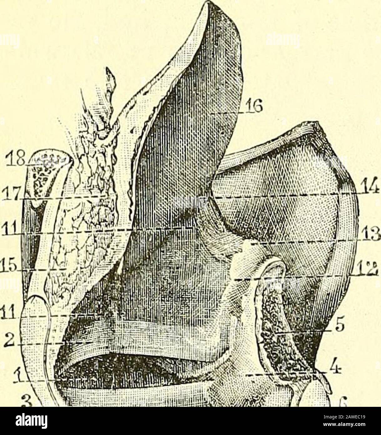 Quain's elements of anatomy . aryteno-epiglottidean muscles, with which theyare closely associated both in the disposition of their fibres and in theiraction. The arytenoid muscle (fig. 45G, 2) passes straight acrossbetween the arytenoid cartilages, and its fibres are attached to the wholeextent of the concave surface on the back of each. The aryteno-epiglottidean muscles (fig. 456, 5 ; fig. 458, l.ar.ep) arising nearthe inferior and outer angles of the arytenoid cartilages, decussateone with the other, and their fibres are partly attached to the upperand outer part of the opposite cartilage, Stock Photo