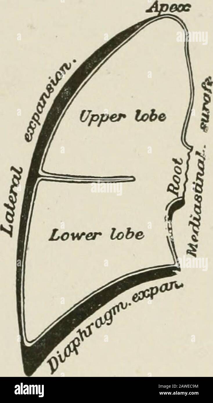 Diseases of the chest and the principles of physical diagnosis . ^ and ...
