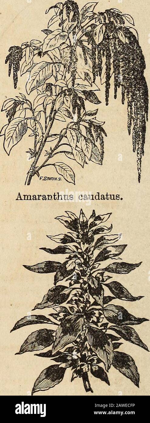 Richard Frotscher's almanac and garden manual for the southern states . Adonis autumnalia, Adonis autiiiuns^lis. Flos Adonis orPheasants Eye. Showy crimson flower, oflong duration. Sow from November tillApril. One foot high. Amara^ntlius candatus. Love LiesBleeding. Long red racemens with bloodred flowers. Very graceful; three feet high. Amaraiatlius tricolor. Three coloredAmaranth. Yery showy; cultivated on ac-count of its leaves, which are green yellowand red. Two to three feet high. Asiiaranttaus tricolor. Two coloredAmaranth. Crimson and green varigatedfoliage; good for edging. Two feet hi Stock Photo