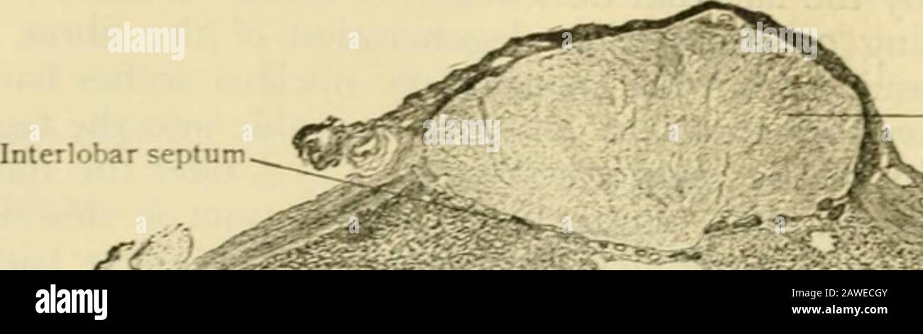 Human anatomy, including structure and development and practical considerations . iaphragmasellce, through an opening in which the infundibulum passes to the mushroom-shapedorgan. The pituitary body consists of two distinct parts, of which the so-calledanterior lobe is much the larger and of a darker grayish red color. Its posteriorsurface is concae and receies the small posterior lobe, which is partially embracedat the sides by the e.xpanded lateral margins of the anterior division. Although thetwo lobes are closely bound together by connective tissue, they are not only distinctas to struct Stock Photo