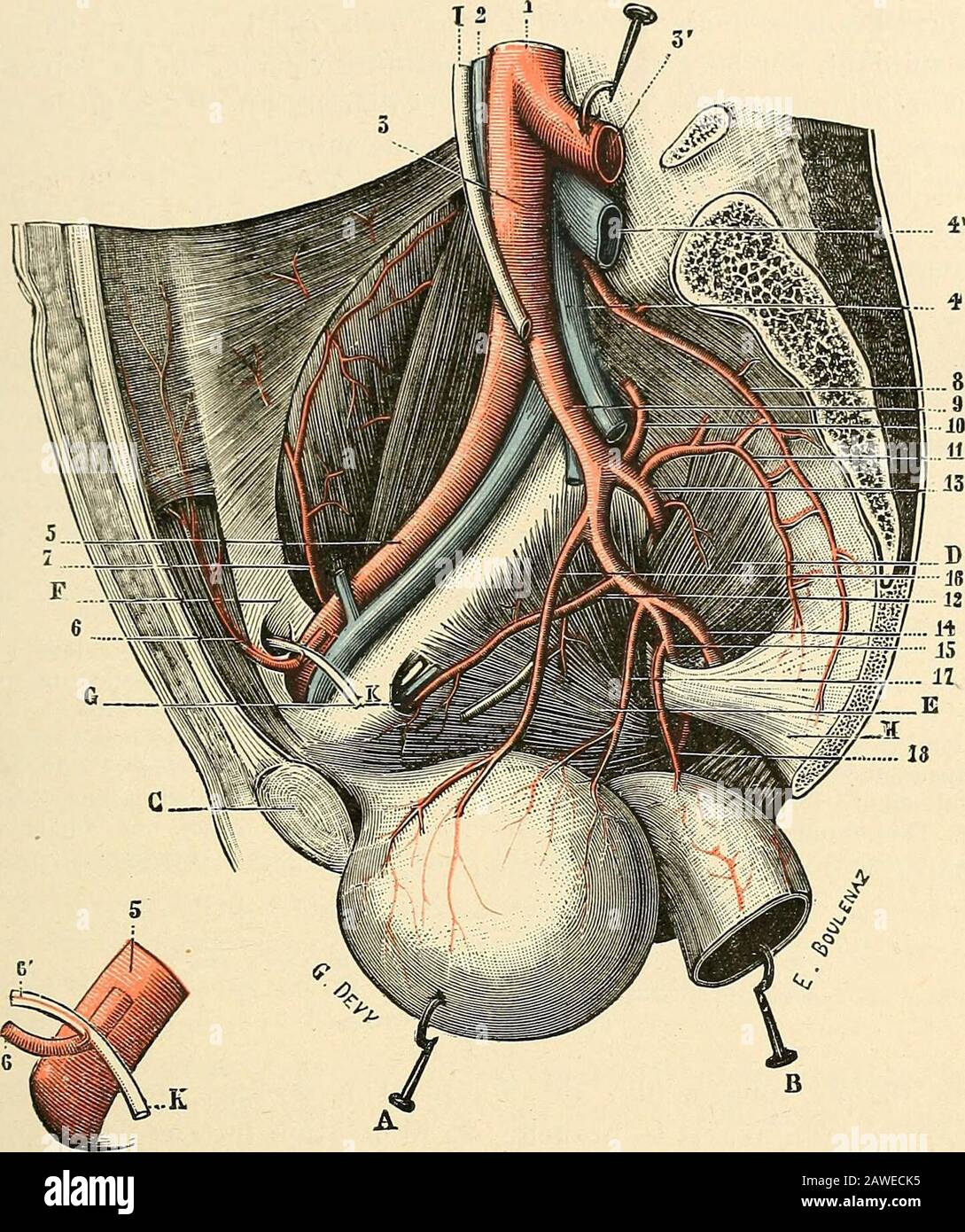 Traité d'anatomie humaine . ; — Du même, Ueber die glonieruli caudales der Sàuge-thiere, ibid., 1867; —Meyeh, Coccygeal gland, Henle u. Pfeufers Zeitschr., 186G; — Sertoli,Ueber die Structur der Steissdriise, CenivdUA. f. nied. Wiss., 1867 ; — Banchs, On tlie coccygealùodi/, Glascow med. Journ., 1867; —Macalister, On the analoviy of the coccygeal gland, Brit.med. Journ., 1868. § IL — Artère iliaque primitive ET SES branches Au nombre de deux, lune droite, lautre gauche, les artères iliaques primitives(fig. 143,10 et 151,3) sétendent obliquement du bord inférieur de la quatrième ver- ARTERE ILI Stock Photo