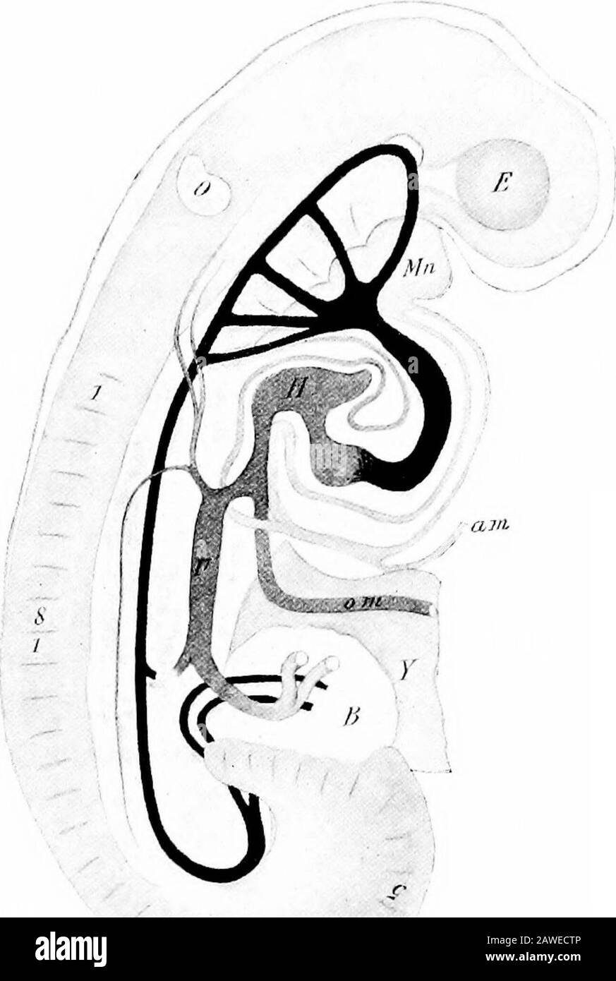 The development of the human body; a manual of human embryology . nulus of Vieus-sens (Fig. 131). This process continuing, the dorsal por-tion of the auricular septum finally overlaps the free edgeof the annulus, and after birth the fusion of the overlap-ping surfaces takes place and the foramen is completelyclosed. In a large percentage (25 to 30 per cent.) of individuals thefusion of the surfaces of the septum and annulus is not complete,so that a slit-like opening persists between the two auricles.This, however, does not allow of any mingling of the blood inthe two cavities, since when the Stock Photo
