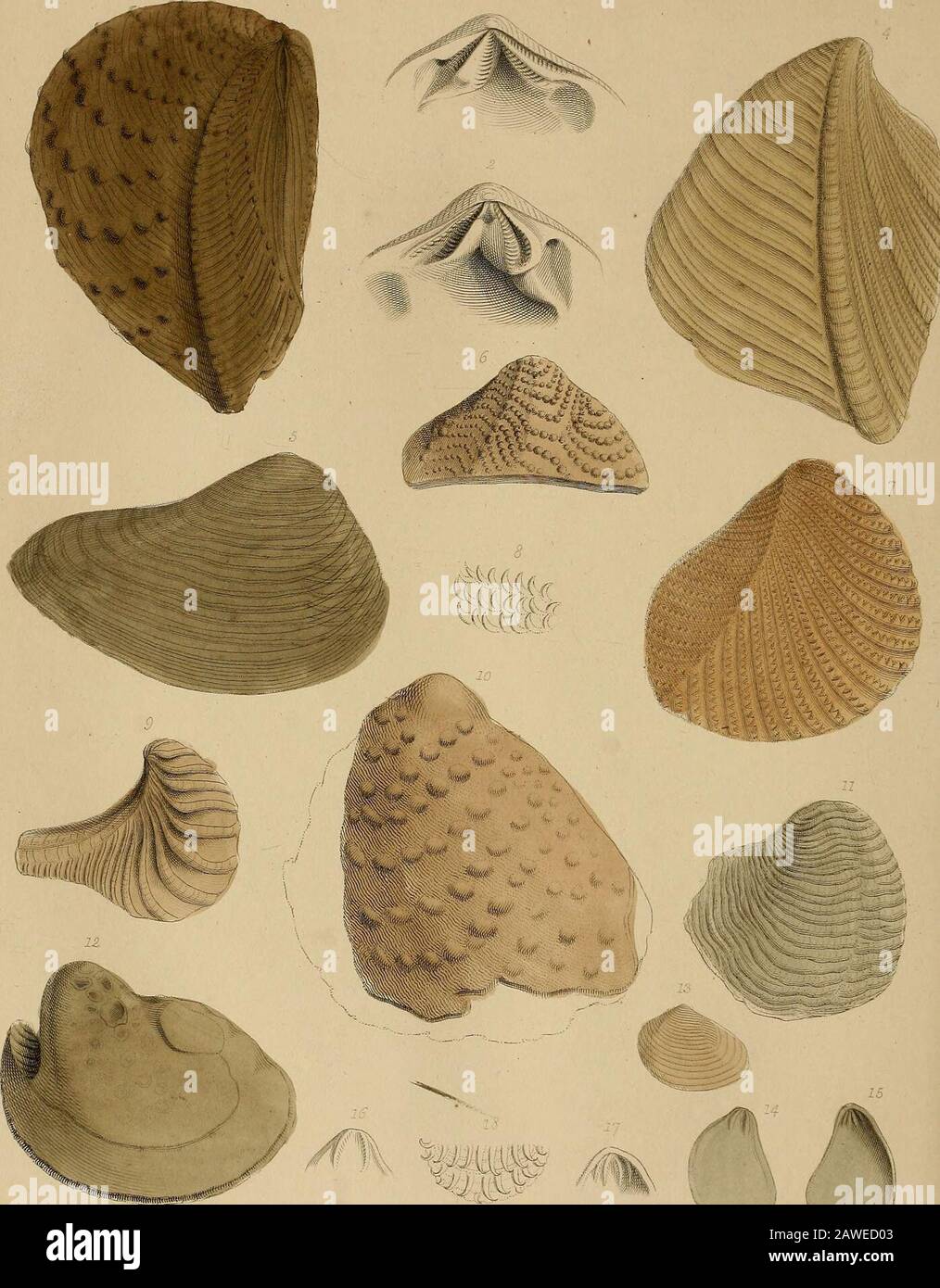 A pictorial atlas of fossil remains, consisting of coloured illustrations selected from Parkinson's 'Organic remains of a former world,' and Artis's 'Antediluvian phytology.' . calcareous deposits now in progress offormation in our lakes. In the lacustrine limestones of the Isle of Wight (atBinstead, White Cliflf, &c.), beautiful specimens may be obtained. ProfessorE. Forbes has discovered Gyrogonites in the Wealden strata of the Isle of Purbeck,associated with shells of the genera Planorbis, Physa, Paluolina, &c. See Geological Excursions round the Isle of Wight. 2d Edit. 1850, p. 108. 144 rO Stock Photo