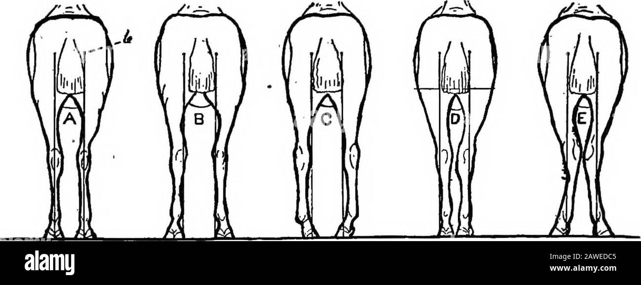 Types and market classes of live stock . Fig. 121. Side View of Hind Legs. A vertical line downward from the point of the buttock should touch therearjedge of the cannon from hock to fetlock and meet the ground some littledistance behind the heel. A, Ideal position; B, stands under; C, camped out;D, hind leg too straight. under the body that, when viewed from in front, a perpendicularline dropped from the point ofthe shoulder will divide the legand foot into lateral^-feal-vcgr^When viewed^ from the side, aperpendicular line dropped from the middle of the forearmwhere it joins the body should d Stock Photo