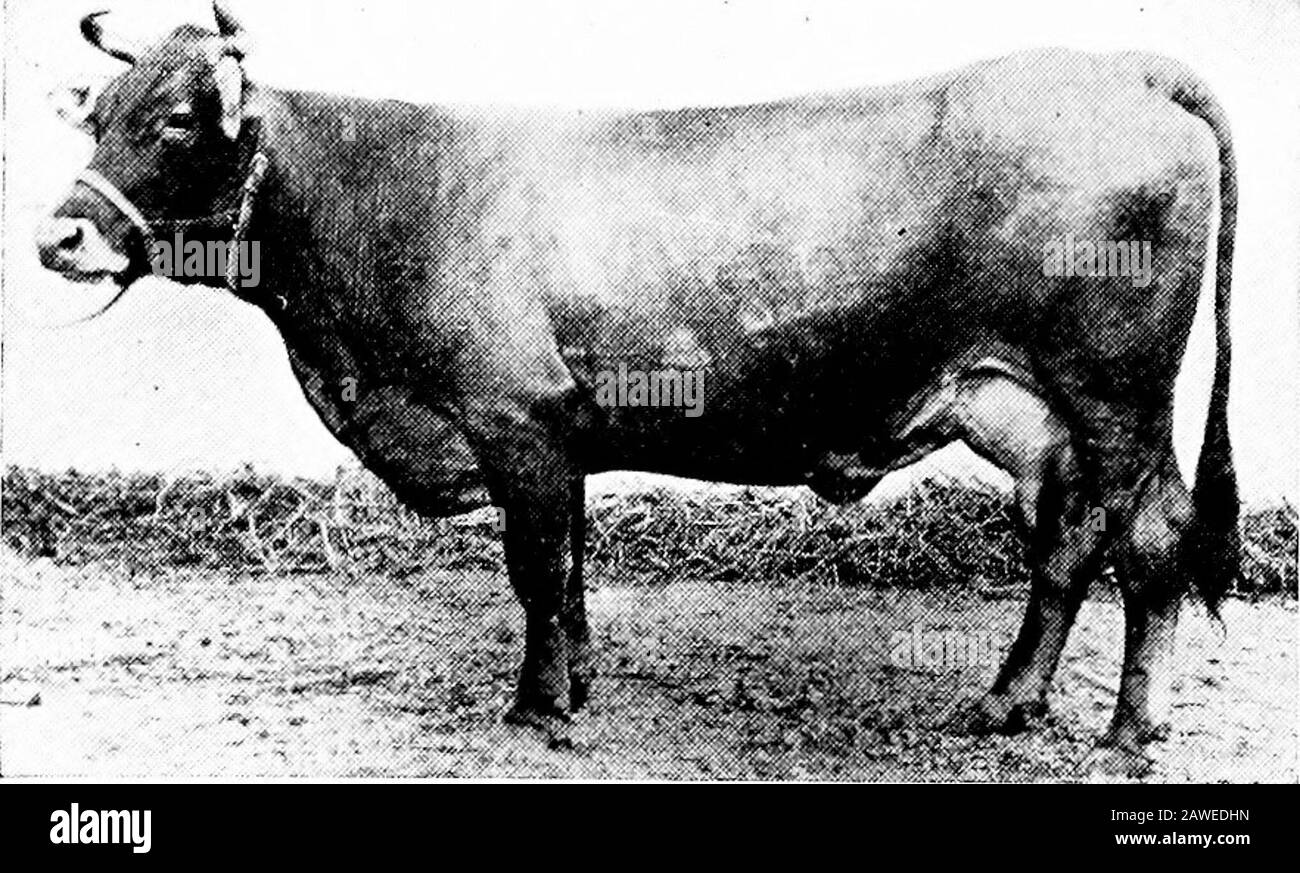 Swiss brown cows cow Black and White Stock Photos & Images - Alamy