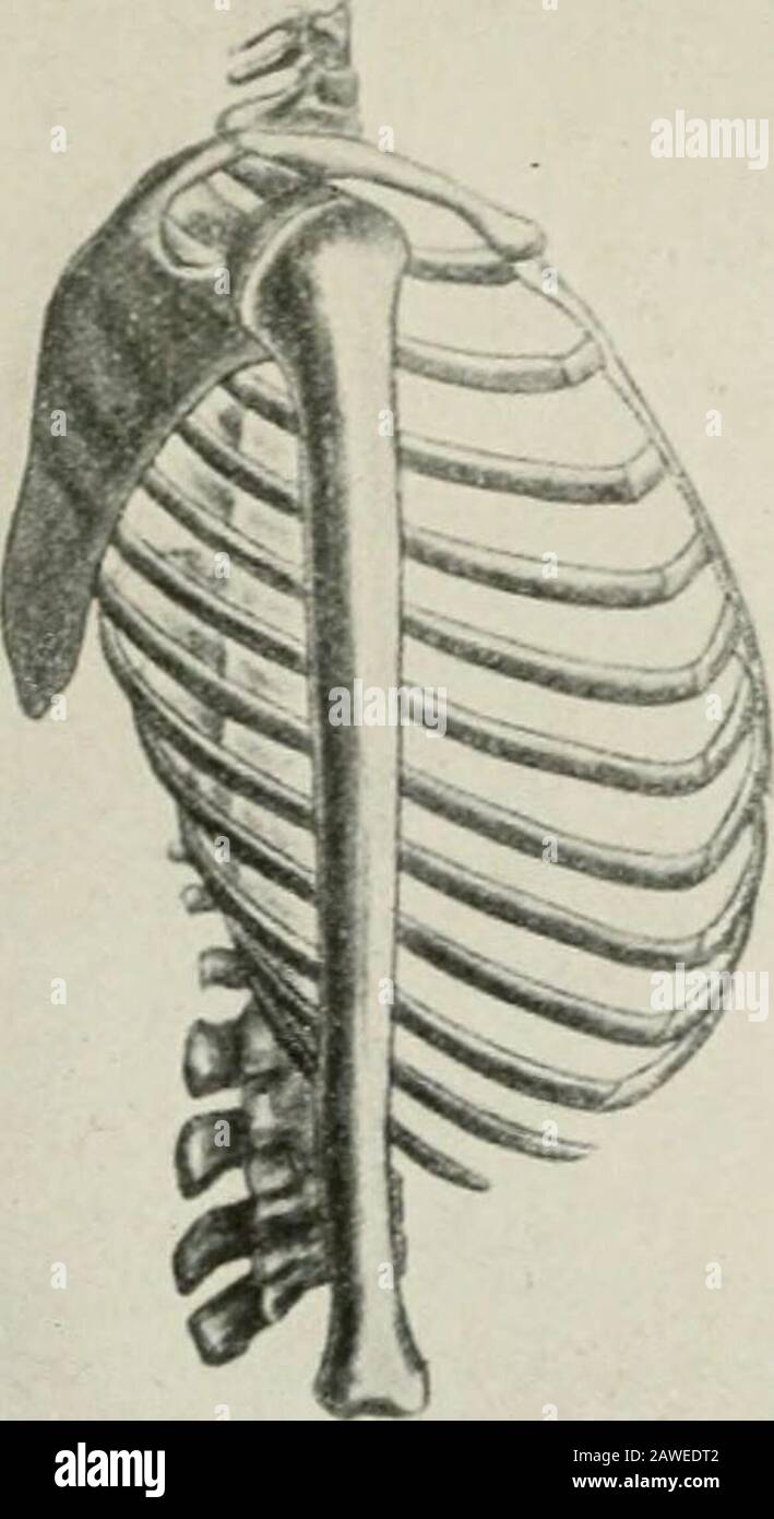 Diseases of the chest and the principles of physical diagnosis . ds ...
