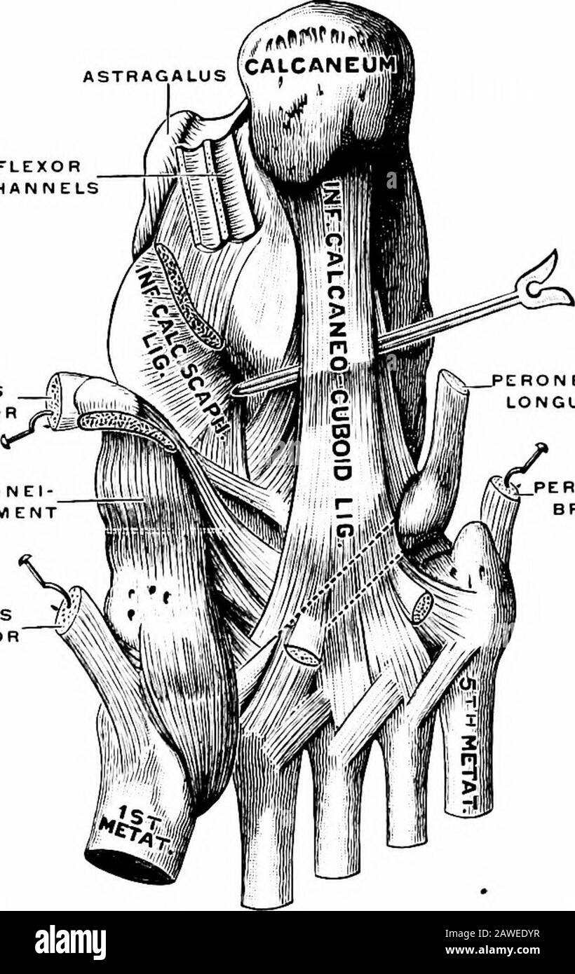 Applied anatomy and kinesiology, the mechanism of muscular movement . 109.—Bones of the foot. (Gray.) kept from spreading by ligaments and muscles, forming an effi-cient shock-absorbing mechanism to lessen the jar that wouldotherwise result in walking, running, and jumping. The bones areas follows: Seven tarsal bones: astragalus, calcaneum, scaphoid or navicu-lar, cuboid, and three cuneiform bones numbered from withinoutward; 1SS MOVEMENTS OF THE FOOT Five metatarsal bones, numbered from within outward, andFourteen phalanges, three for each toe except the first, which hastwo. The principal arc Stock Photo