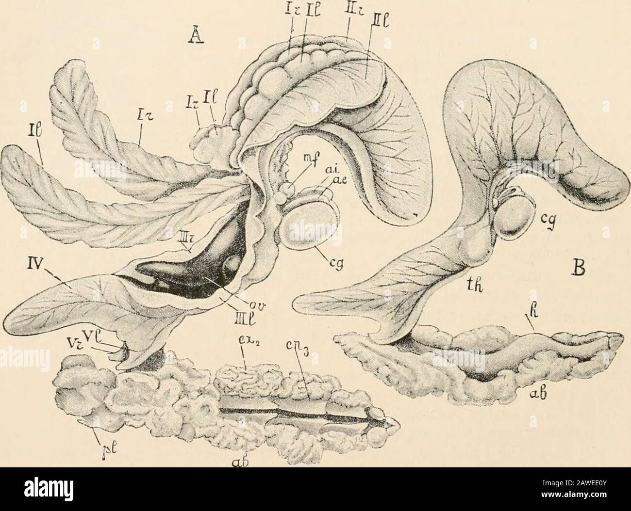 Text-book of comparative anatomy . .VJiV--. Fio. 253.—Portunion Meenadis. Adult mature female (after Giard and Bonnier). A, With thebrood cavity partly opened in the ventral median line and the brood lamellae separated. The abdomen (alt) is so placed that the ventral side is seen. 7c, The anterior middle and posterior lobesof the first brood lamella on the right side ; II, the same of the first brood lamella on the left; // rand III, 2d brood lamellae (right and left): Illr and III I, 3d brood lamellte (right and left) ; IV, 4thbrood lamella;; Vr and VI, 5th brood lamellas (right and left); pi Stock Photo