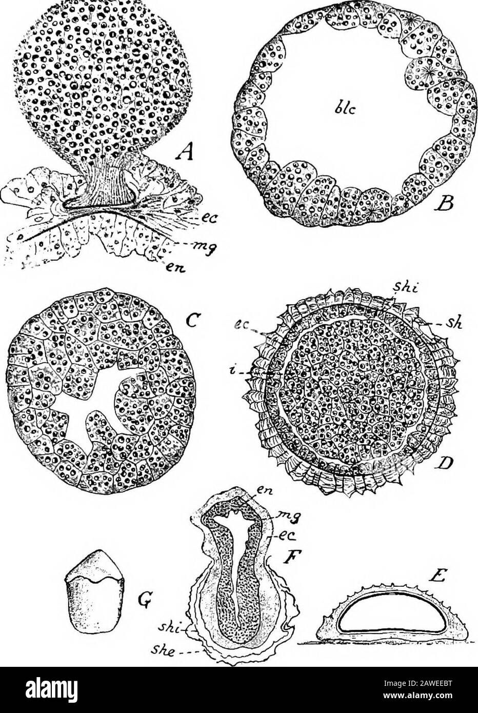 An introduction to the study of the comparative anatomy of animals . ult of segmentationis the same—viz. the formation of a blastula. The next step is the formation of a two-layered embryo,which is effected in Hydra by a process known as multipolarimmigration. During the growth of the blastula the planes ofdivision of the blastomeres were radial, but now several of thecells undergo tangential divisions and the innermost of theirproducts pass into the blastocoele. Other cells, again, slipbodily from their positions in the blastula wall and pass intothe blastocoele, and eventually the latter cav Stock Photo