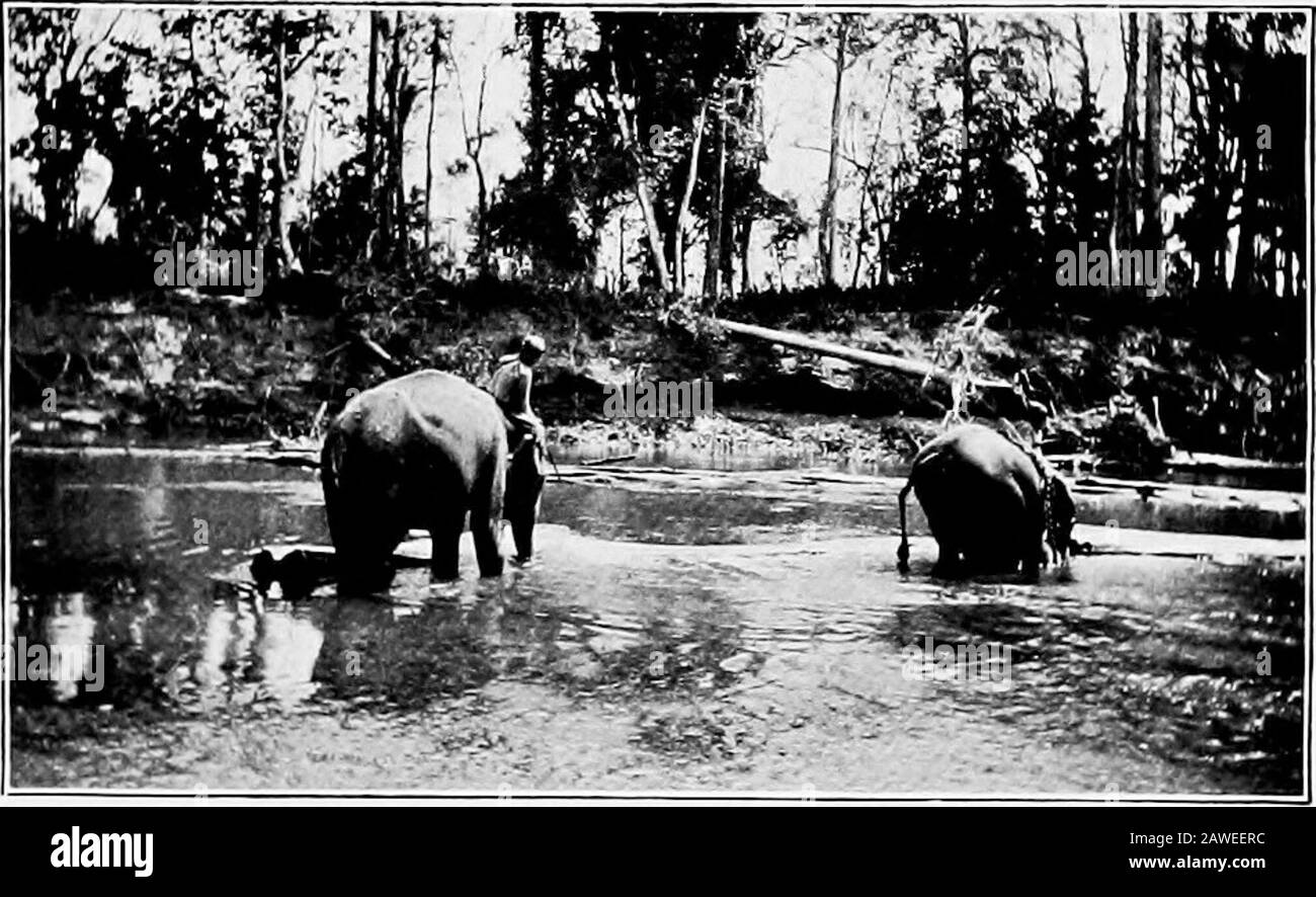 Burma . 258. DRAGGING THE LOG. ii8 BURMA. 259. PUSHING THE LOGS OFF THE SHOALS (AUNG). timber-work at eighteenyears, and are at theirprime from thirty to sixty.Females and tusklessmales {haing) are worthone thousand to two thou-sand rupees ; tuskers fromone thousand five hundredto four thousand. Tuskersare of use for manoeuvringthe logs in the shallowstreams and getting themoff shoals. The logs arenot launched into the main stream or river until the last freshets of the seasonhave gone down, for fear of the timber becoming unmanageable. The logs areallowed to drift singly as far as the deep wa Stock Photo
