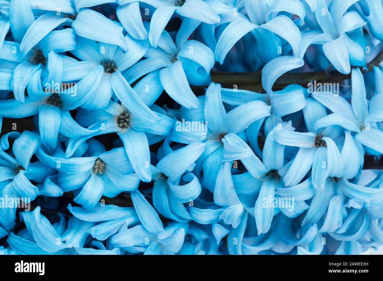 Blue spring hyacinth close up as background Stock Photo - Alamy
