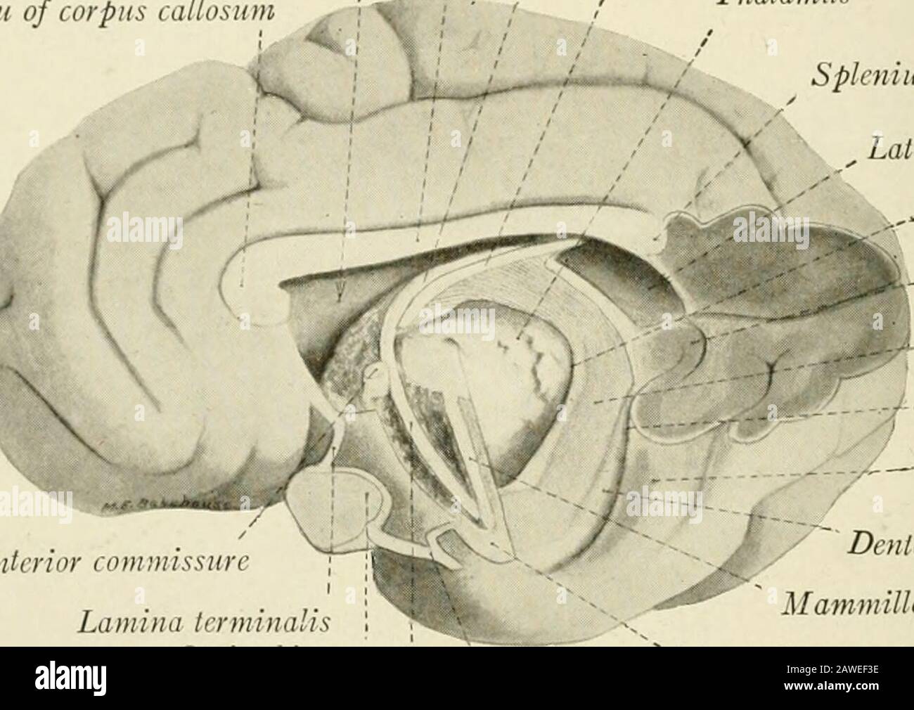 The anatomy of the nervous system, from the standpoint of development and function . itute the hippocampal com-missure. This part of the fornix, because of its resemblance to a harp, wasformerly known as the psalterium (Fig. 184). The hippocampal commissure 272 THE NERVOUS SYSTEM is not very evident in the human brain, but can be easily dissected out in thesheep (Fig. 204). The coin nunc J or n iris are round fascicles which can be traced ventrally inan arched course to the mammillary bodies (Figs. 203-205). They are placedon either side of the median plane. Each consists of an initial free po Stock Photo