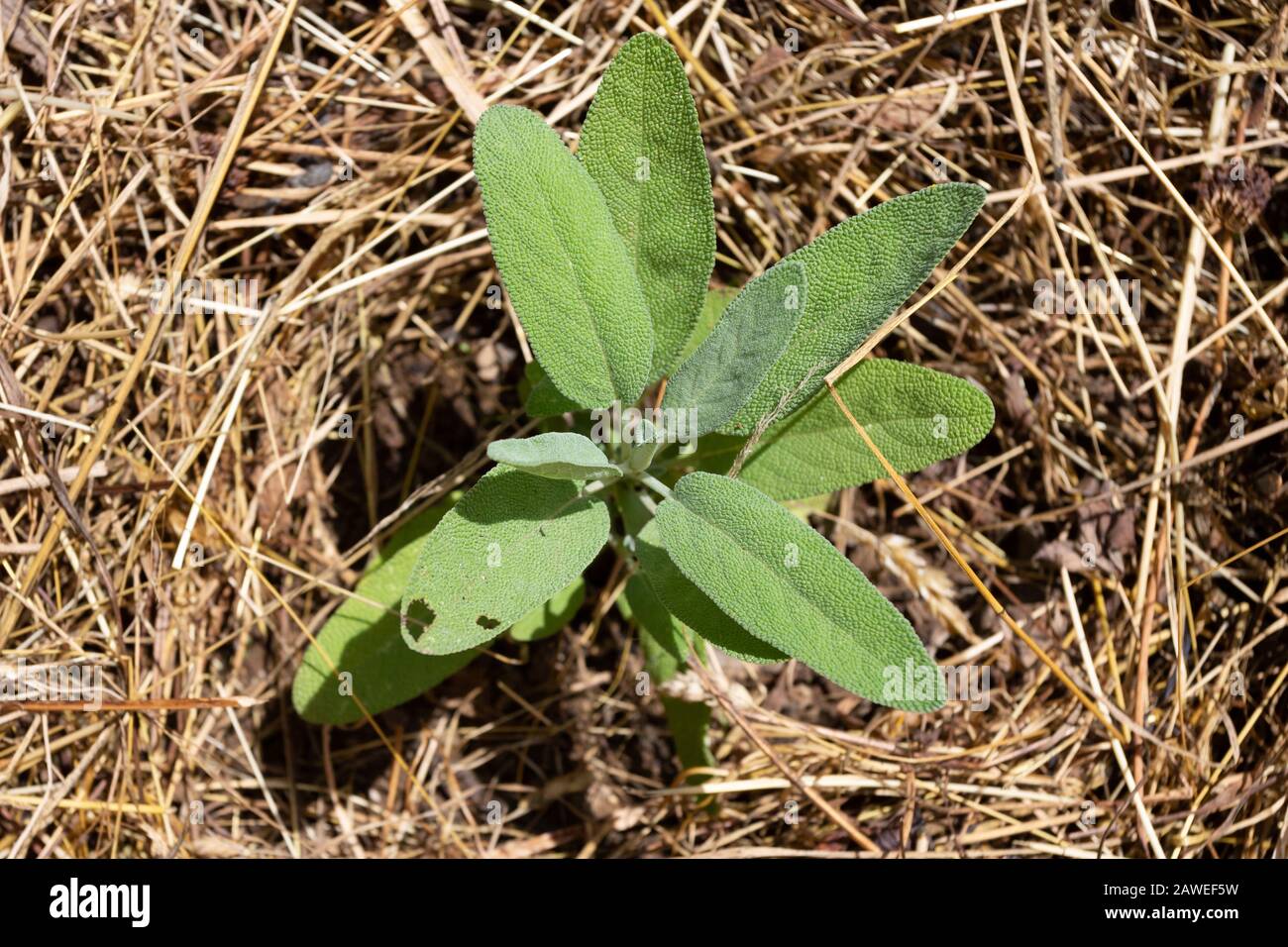 Sage, Kitchen sage, Small Leaf Sage, Garden Sage - Salvia officinalis, growing in a mulch bedding of dried straw. Stock Photo