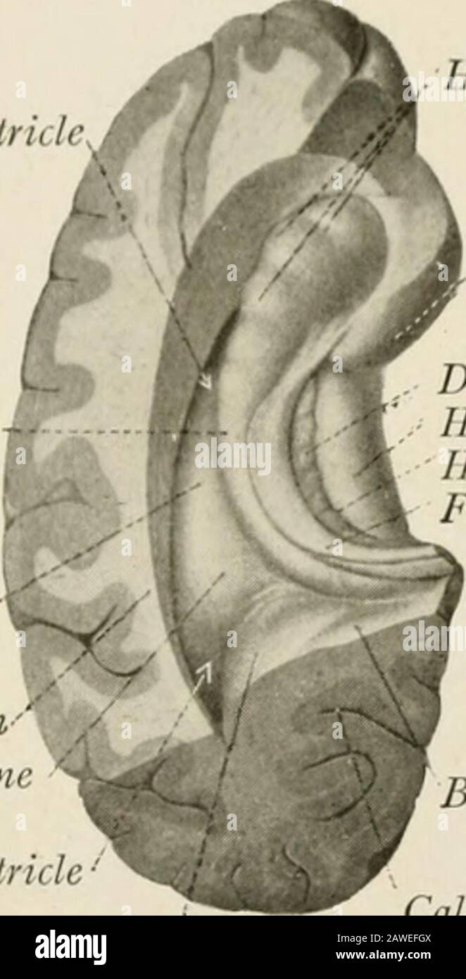 hippocampus anatomy and function