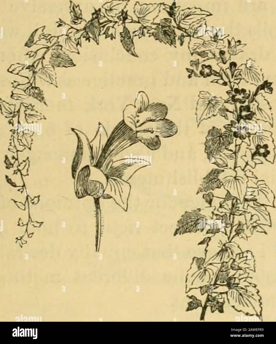 The Gardener's monthly and horticulturist . Ivy-leaf Geranium, vari-ous varieties of evergreen Ivy, Begonias in nu-merous varieties; Ice-plants, especially Mesem-bryanfhemum crystallinum, M. cordifolium,and M. spectabile, Abutilon vexillarium pictum,Acorus gramineus, Duranta Baumgartneri,Cuphea platycentra, Cineraria maritima, Cen-taurea gymnocarpa and ragusina; various dwarfPalms, such as Palmettos, Cereus speciosissimus,C. flagelliformis and C. Jenkinsonii, Ficus stipu-lata, Gelsemium nitidum (advertised in ourlast by Mr. Barker), Muhlenbeckia complanataand platyphylla, Mahernia odorata, Ken Stock Photo