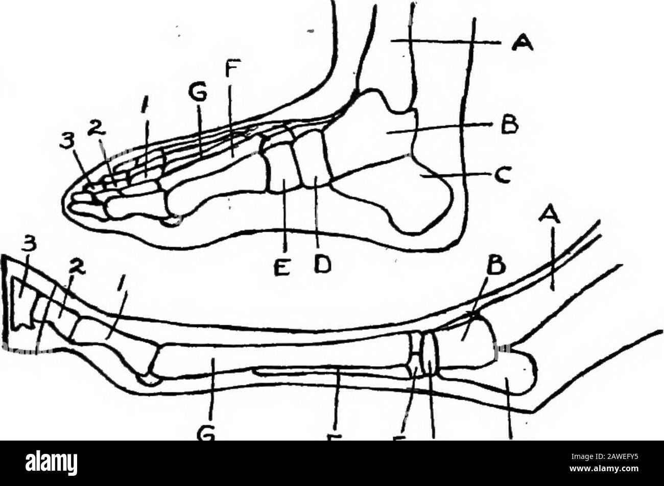 Types And Market Classes Of Live Stock Of The Bones And Parts Of The Fore And Hind Limbs Ofthe Horse With The Arm And Leg Of Man Fore Limb Of Horse