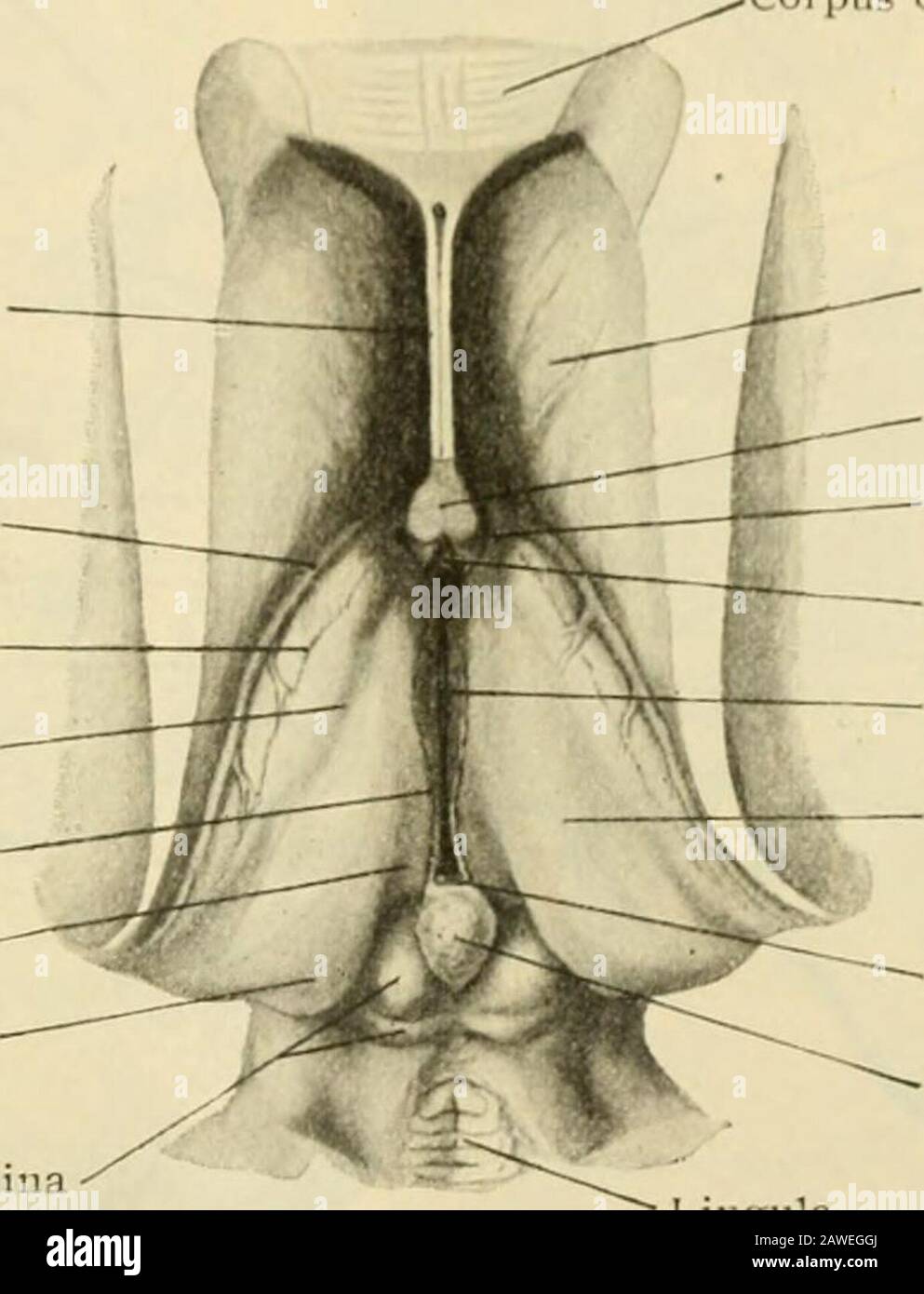 Human anatomy, including structure and development and practical considerations . ridi^e and the divernini&gt;; mesial border of the upper surface of the thalamus, isincluded a narrow depressed trianirular area, known as the trigonum habenulae.It lies on a distinctly lower level than the adjoining conex upjjer surface of thethalamus. Since it contains a special nucleus and belongs to the eiMthalamus, itsdescription will be deferred until that region is considered (yd^(j: 1123). The upijersurface is not quite even, but subdixided by a shallow oblique furrow, which runsfrom before backward and Stock Photo