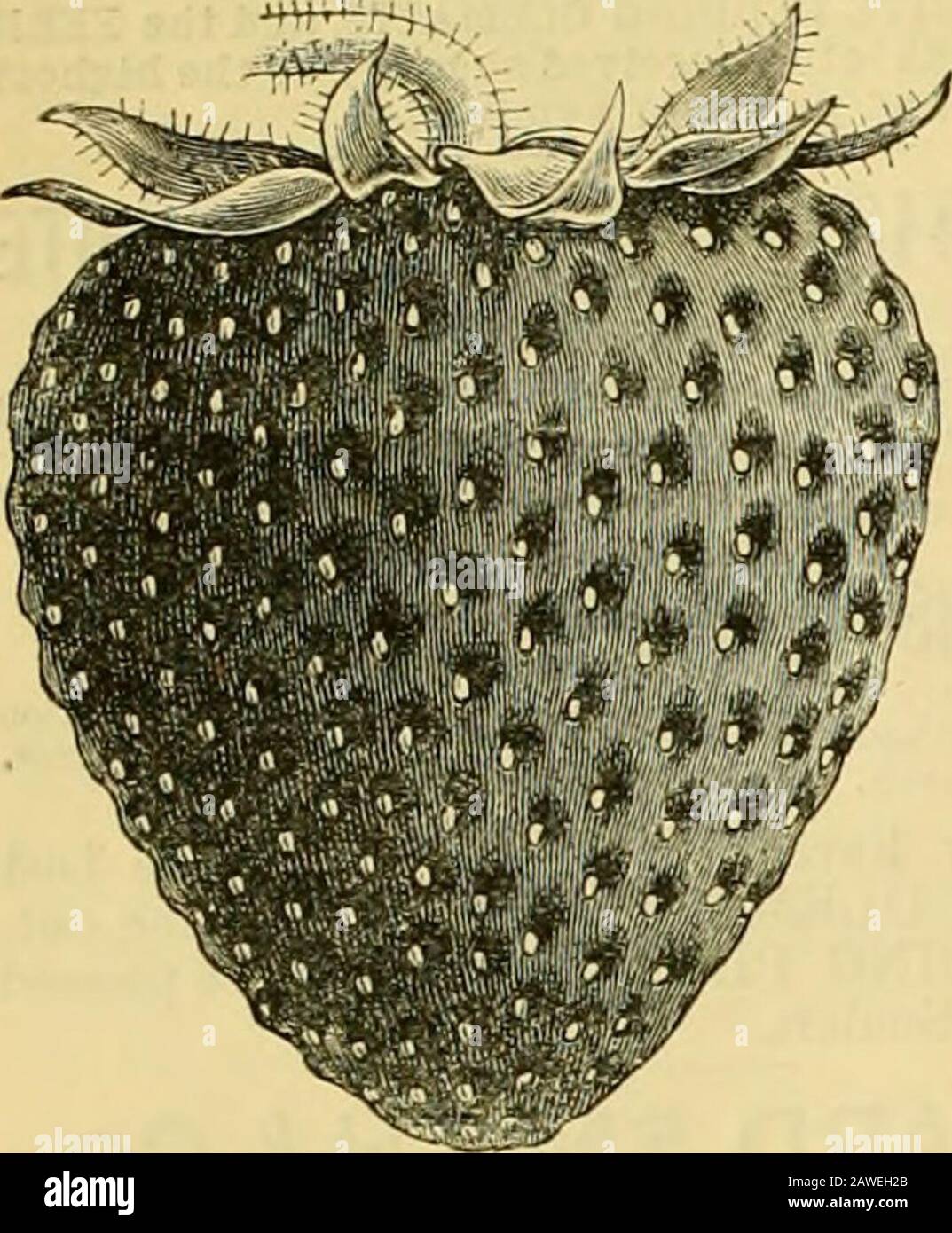 The Gardeners' chronicle : a weekly illustrated journal of horticulture and allied subjects . o*«° CONWAY O. WARNS,Royal Potteries, Weston-super-Maro 32 THE GABDENEBS CHBONICLE. [July 11, 1891. Laxtons New Strawberries.. LAXTONS SCARLET QUEEN. The handsomest, brightest coloured, richest flavoured, and best early Strawberry yet introduced. A very early seedling from Laxtons Noble, fertilised by King of the Earlies, and coming in betweenthese two fine early sorts. Fruit large, well formed, and of handsome conical shape. Colour a brightvermilion scarlet, which is retained after packing and transi Stock Photo