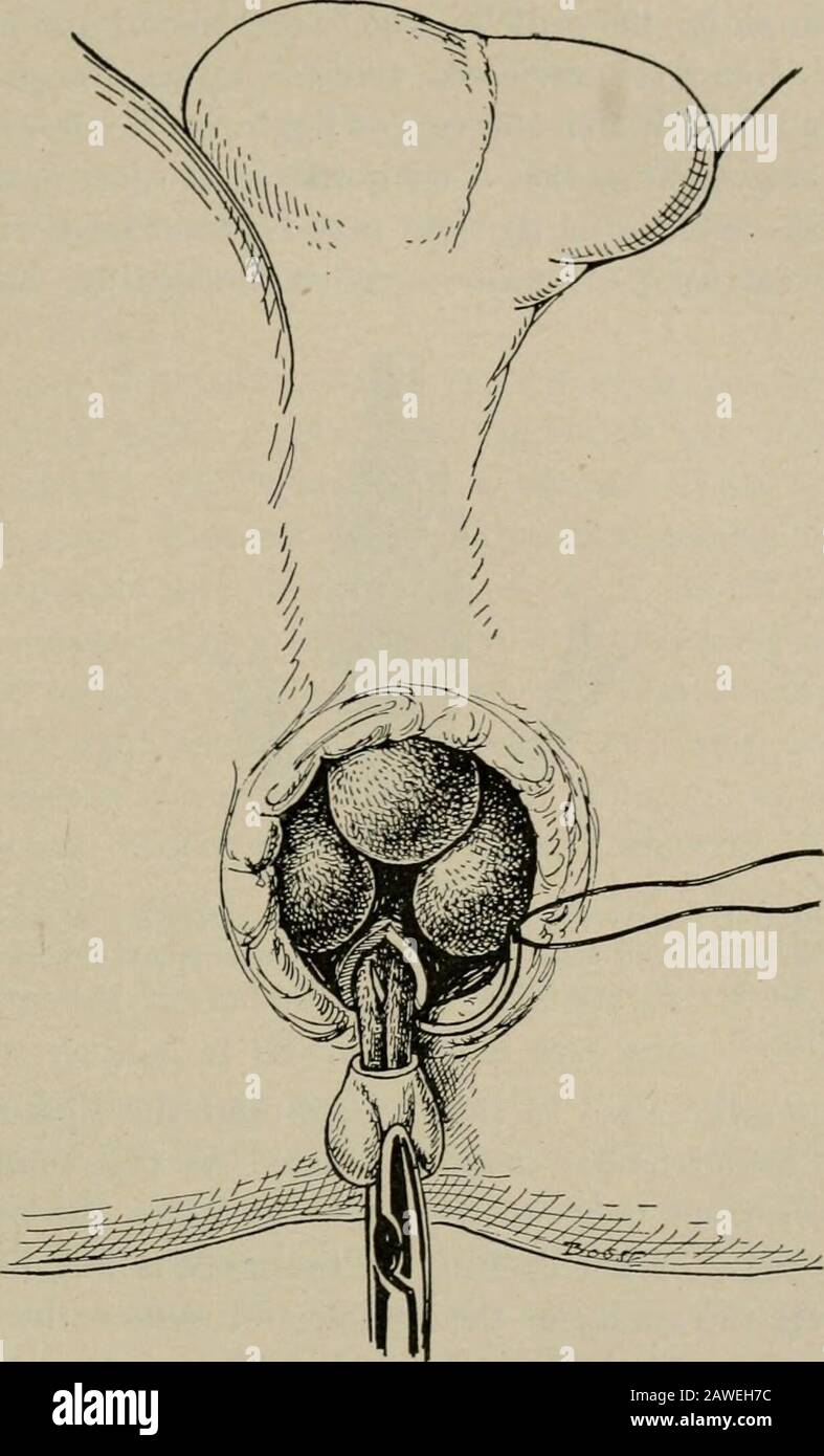 Yalangoch Kelli Kelli fotosurati