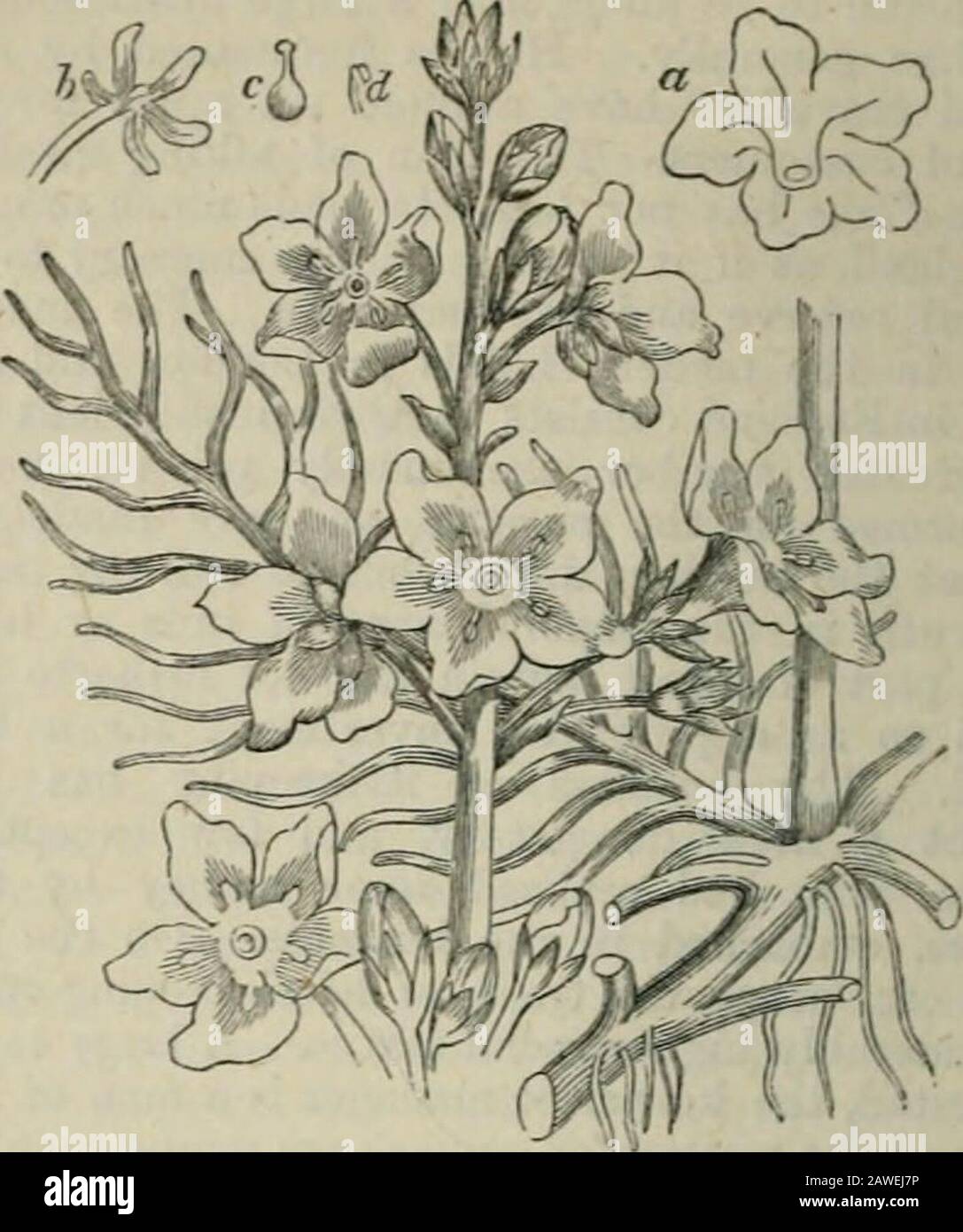 Chambers's encyclopædia; a dictionary of universal knowledge . ere then much more numerous than atpresent, but upon becoming addicted to rum andbrandy, their numbers diminished gradually. ISIanyof the tribes parted with their flocks and herds toprocure the fire-water, and eventually they becamethe absolute slaves of the Dutch settlers or Boers.From this condition they have been delivered bythe enlightened and himiane policy of the Britishgovernment; and as free labourers they makeexceUeut herdsmen and drovers. Their number atpresent is thought to amount to about fifteen, orfrom that to twenty Stock Photo