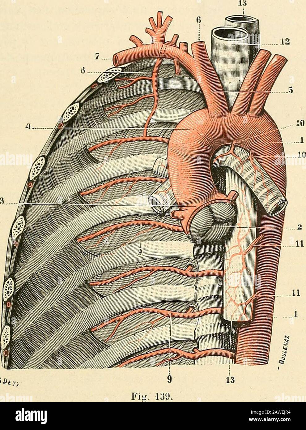 bronchiques-hi-res-stock-photography-and-images-alamy
