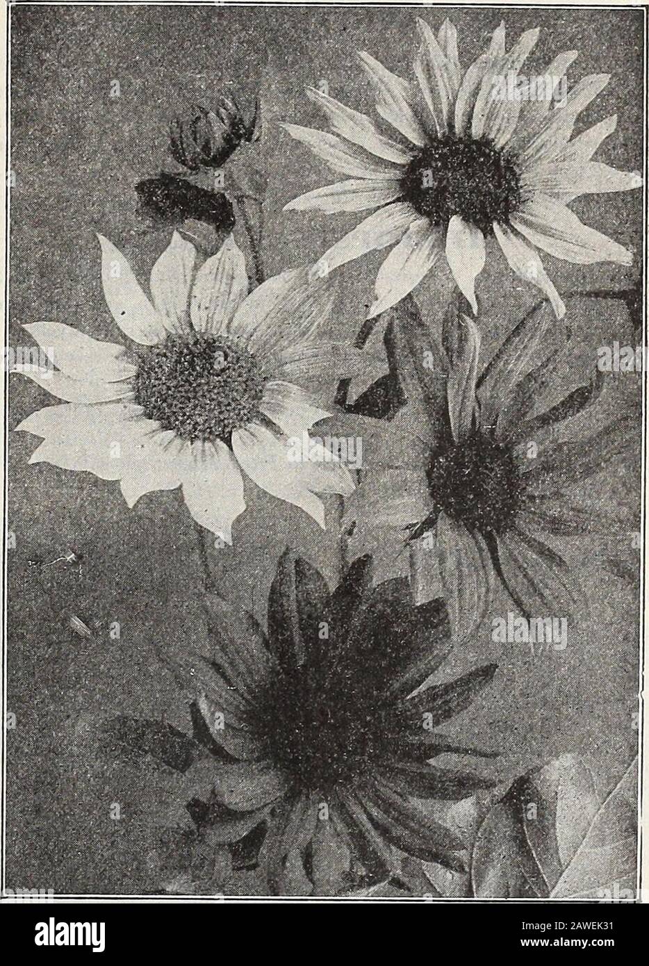 Dreer's 72nd annual edition garden book : 1910 . ar MiniatureSunflower which we offer in mixture. They alldiffer from the parent, most of them being larger,and many with curiously twisted petals. Theprevailing colors are pale yellow, golden yellowand creamy white, some with black centres, andall beautiful ; for cutting they are indispensable.(See cut.) X 02- 25 cts 10 2707 — Perkeo. A charming dwarf variety of theMiniature Sunflower. The plants form compactbushes about 12 inches high by 14 inchesthrough. There are many positions, such as thefront of borders or beds of plants of mediumheight, w Stock Photo