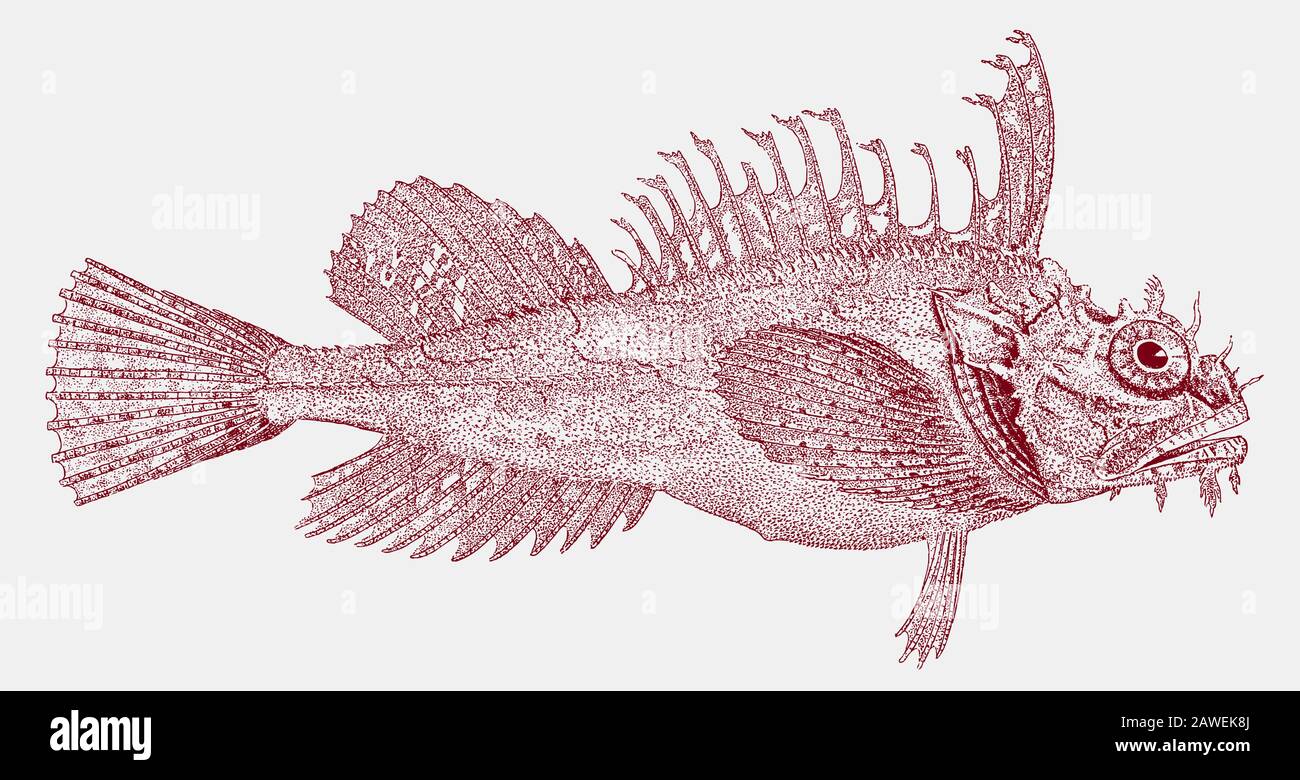 Sea Raven Hemitripterus Americanus In Side View Stock Vector Image 