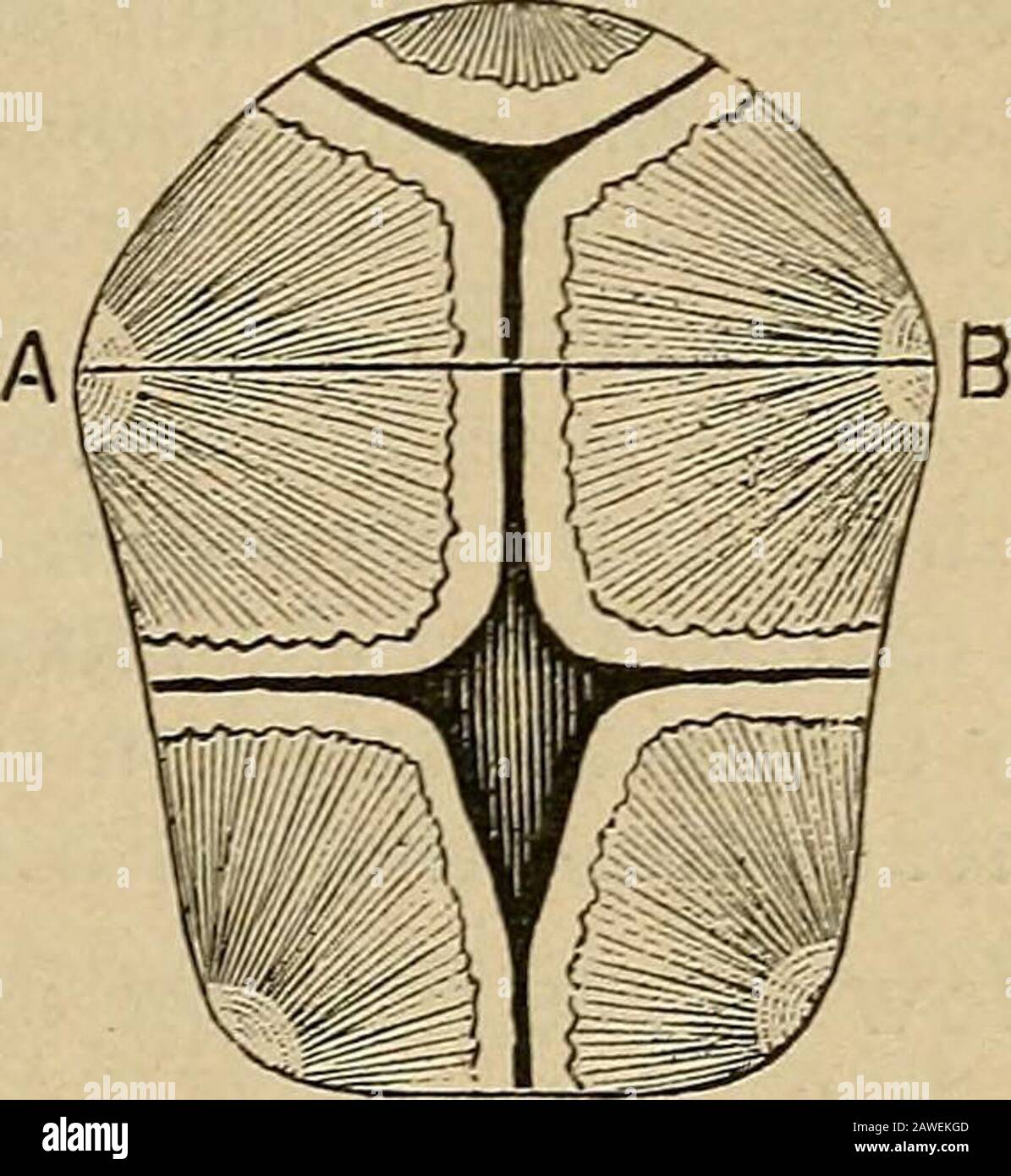 Obstetricsa Manual For Students And Practitioners His Sep The Fgetal Head 33 Fig 9 Arates The Two Parietal Bones And Crosses The Coronal Suture 3 Thelambdoid Greek Lambda A Which Separatesthe