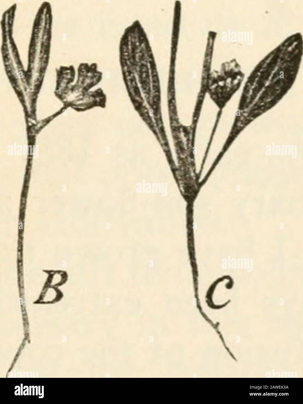 The mutation theory; experiments and observations on the origin of species in the vegetable kingdom . Fig. 97. Coriandrum sativum. A, a flowering sprig; B, ahemi-syncotyloLis seedling; C, a dicotylous seedling fromthe same culture, whose first leaf is transformed into apitcher (1894). amongst their offspring; as for instance in Valeriana alba(1892, 3%; 1893, 6%). Moreover the seeds of non-syncotylous individuals from the same crop may repro-duce the syncotyly; as for instance in Ainafanfus spccio-sus, Polygonum Convolvulus, Scropliularia nodosa, etc.- ^ Kruidkuudig Jaarhock, loc. cit., pp. 172 Stock Photo