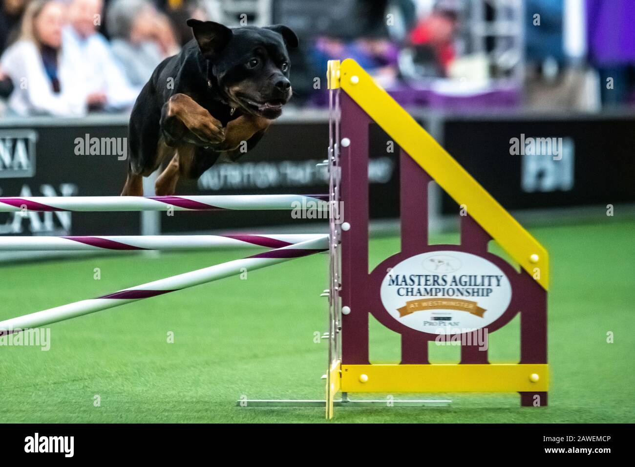 New York, USA. 8th Feb, 2020. Garnet, a Rottweiler, clears an obstacle during the qualifying round of The Westminster Kennel Club Dog show Masters Agility Championship in New York city. Credit: Enrique Shore/Alamy Live News Stock Photo
