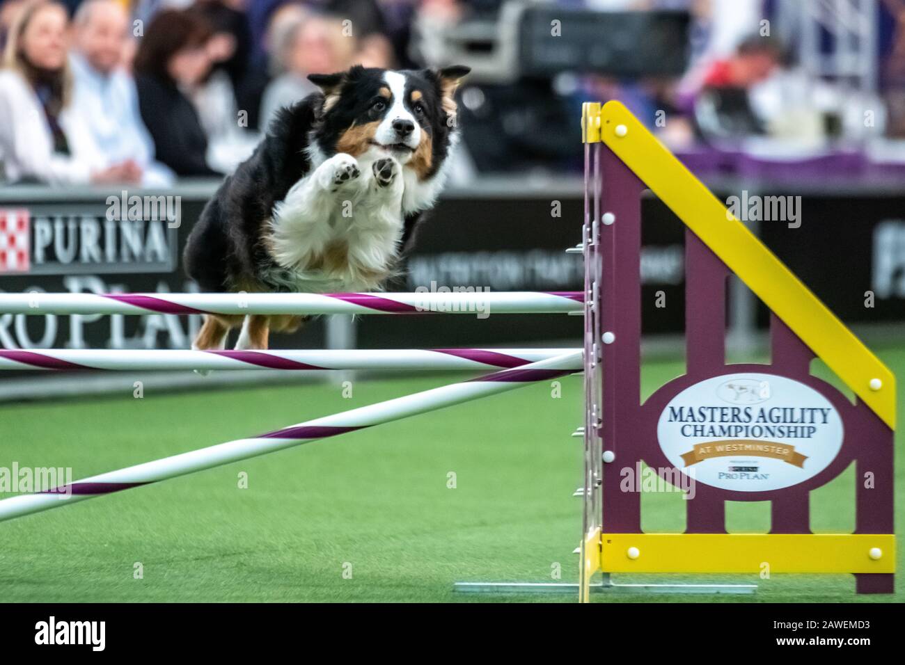 New York, USA. 8th Feb, 2020. Lili Ann, an Australian Shepherd, clears an obstacle during the qualifying round of The Westminster Kennel Club Dog show Masters Agility Championship in New York city. Credit: Enrique Shore/Alamy Live News Stock Photo