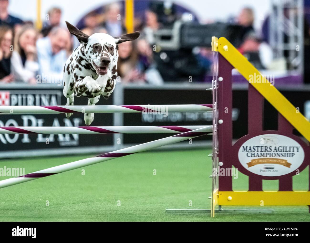 New York, USA. 8th Feb, 2020. Phil, a Dalmatian, clears an obstacle during the qualifying round of The Westminster Kennel Club Dog show Masters Agility Championship in New York city. Credit: Enrique Shore/Alamy Live News Stock Photo
