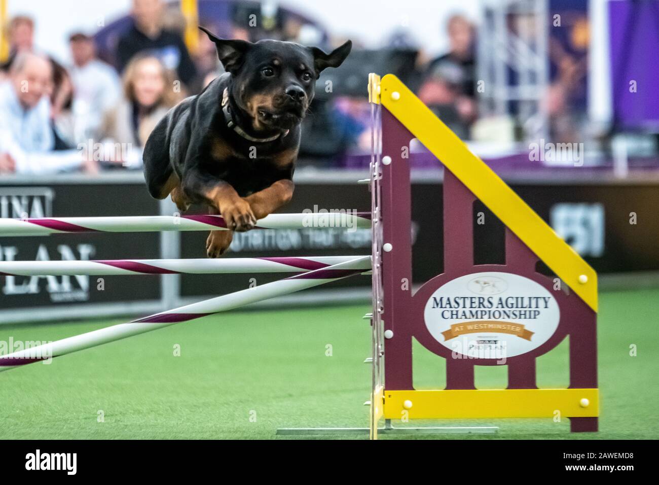 New York, USA. 8th Feb, 2020. Twix, a Rottweiler, clears an obstacle during the qualifying round of The Westminster Kennel Club Dog show Masters Agility Championship in New York city. Credit: Enrique Shore/Alamy Live News Stock Photo