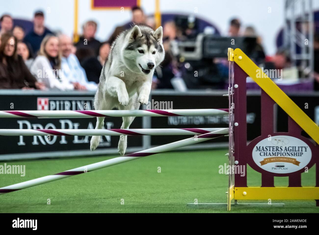 New York, USA. 8th Feb, 2020. Gloria, a Siberian Husky, clears an obstacle during the qualifying round of The Westminster Kennel Club Dog show Masters Agility Championship in New York city. Credit: Enrique Shore/Alamy Live News Stock Photo