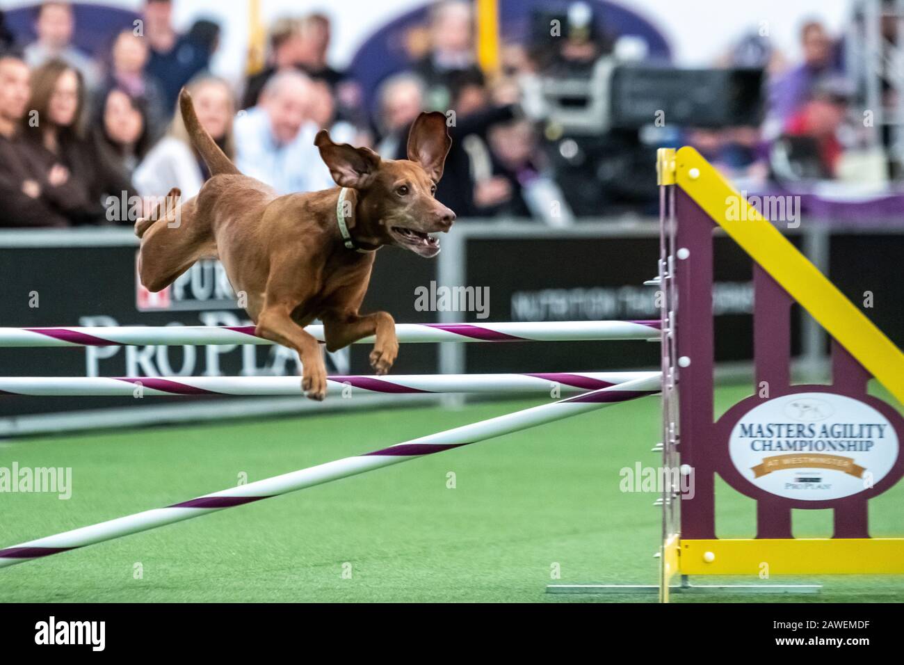 New York, USA. 8th Feb, 2020. Melody, a Vizsla, clears an obstacle during the qualifying round of The Westminster Kennel Club Dog show Masters Agility Championship in New York city. Credit: Enrique Shore/Alamy Live News Stock Photo